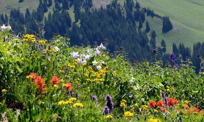 fioritura millefiori di montagna