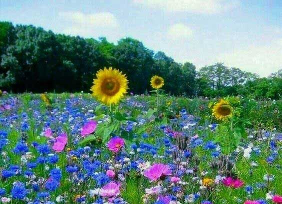 fioritura millefiori